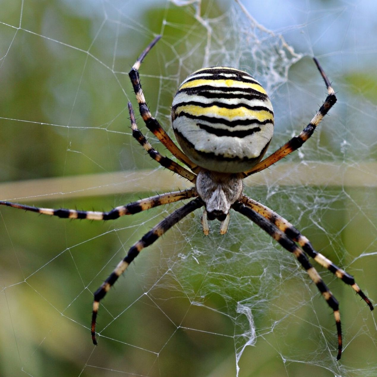 Close-up of wasp spider