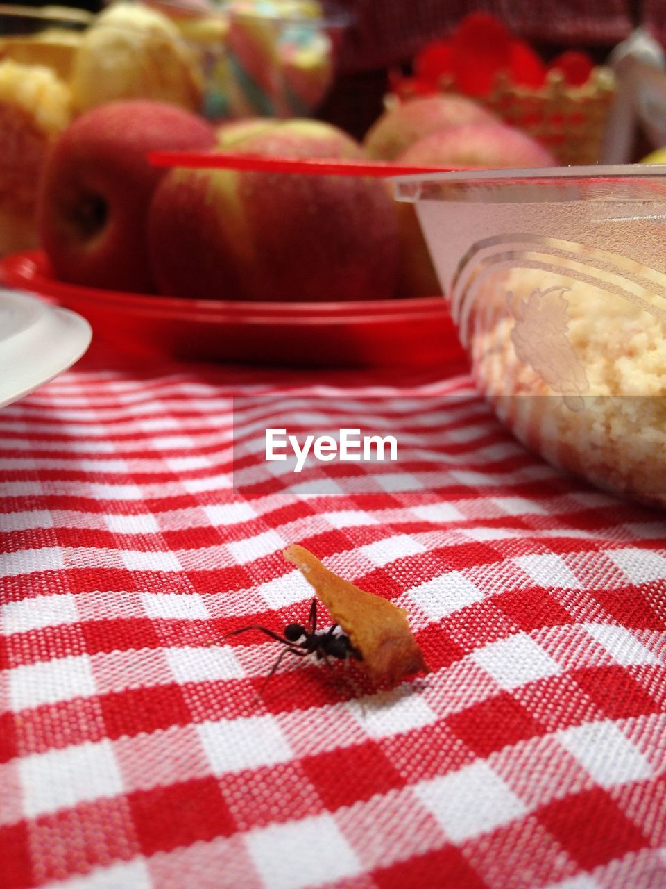 Ant at picnic 