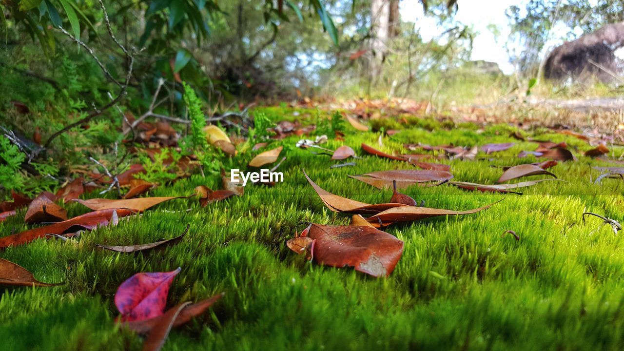 Close-up of mushrooms growing on field in forest