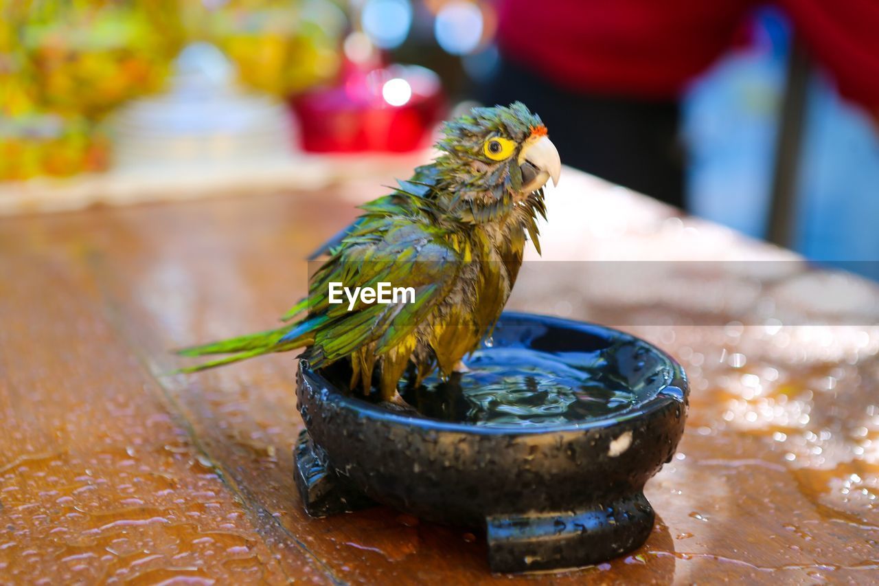 Wet parrot in bowl