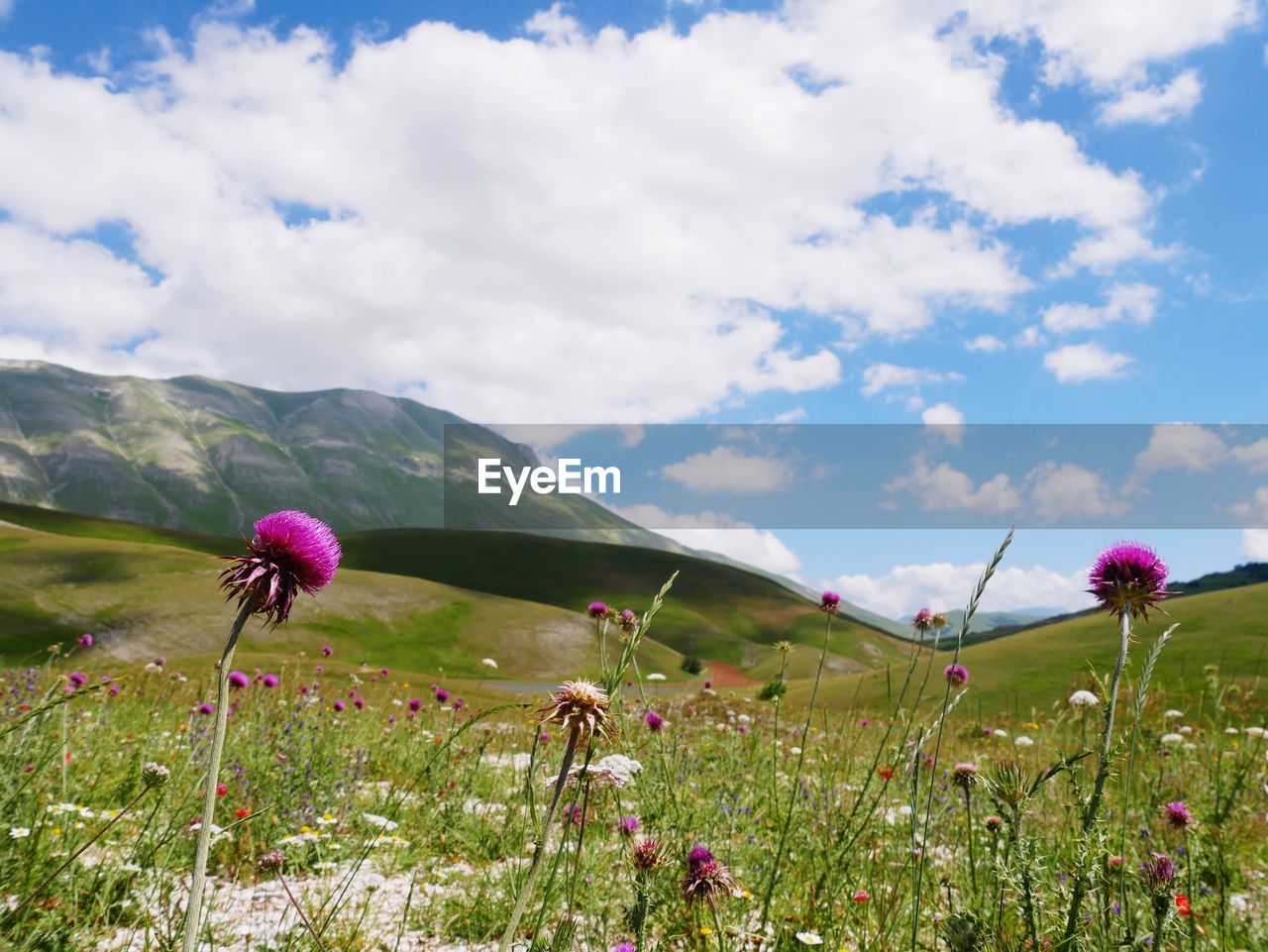 PURPLE FLOWERING PLANTS ON FIELD