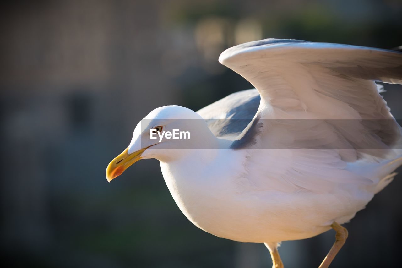 Close-up of seagull flying