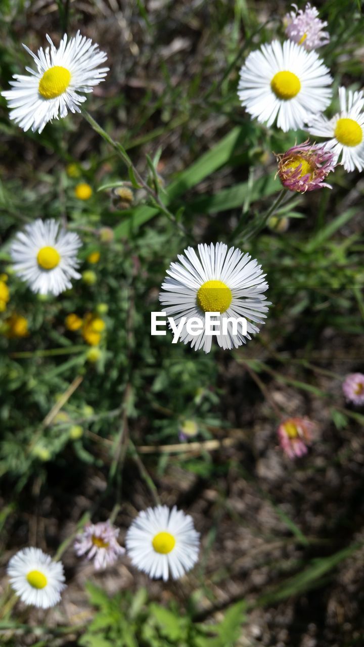 CLOSE-UP OF WHITE FLOWERS BLOOMING