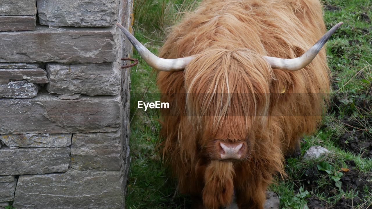 Cow in a farm in highlands 