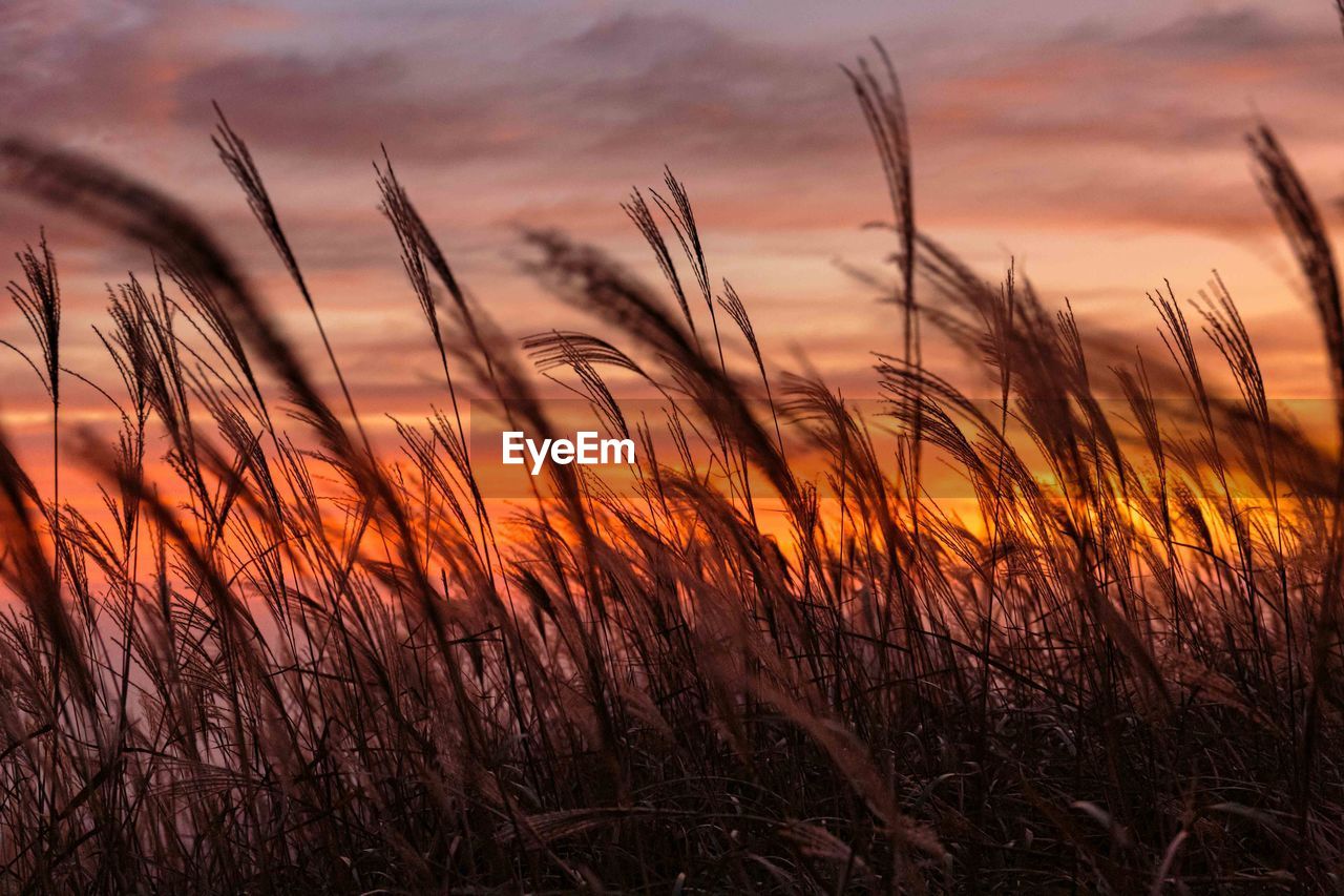 Close-up of grass growing on field against sky at sunset