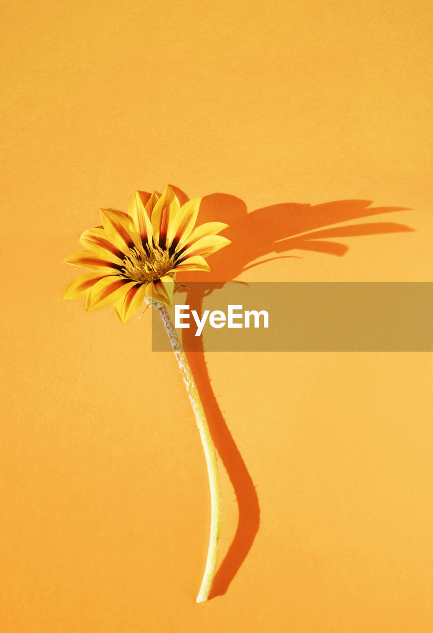 Flower on orange background