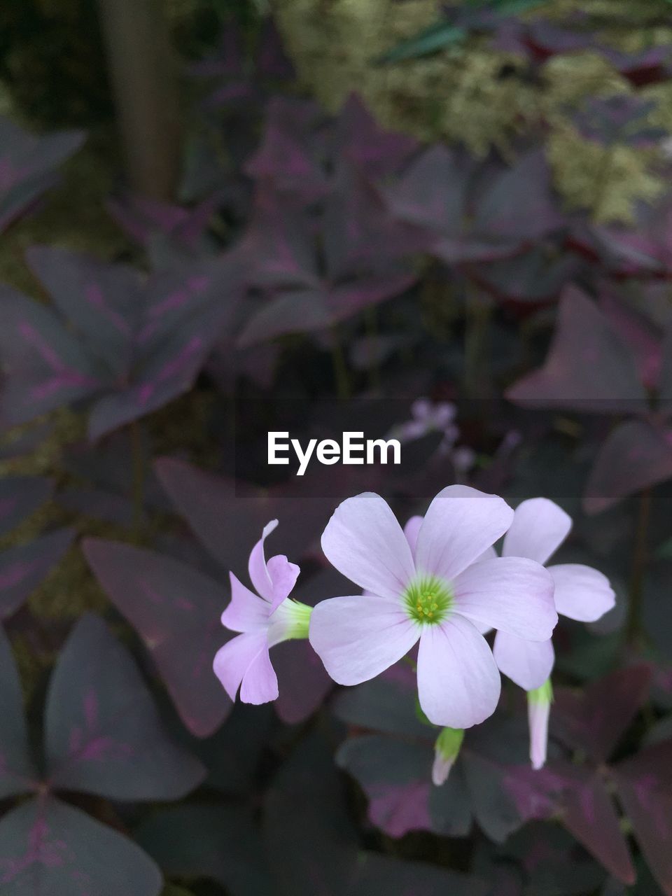 CLOSE-UP OF PURPLE FLOWERS BLOOMING