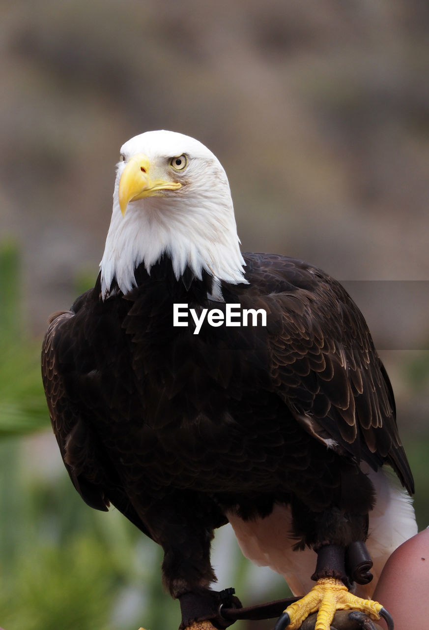 Close-up of bald eagle perching outdoors