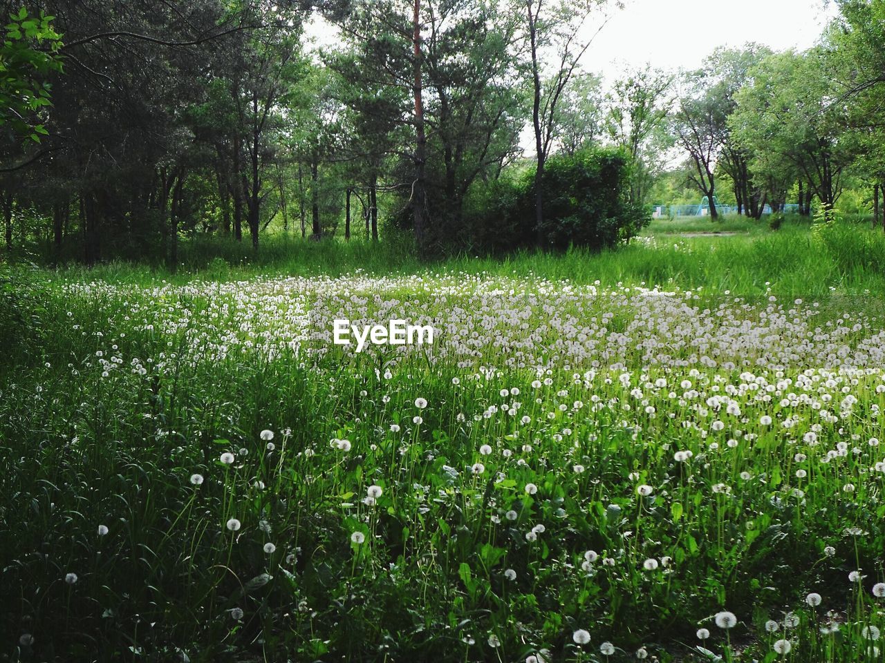 VIEW OF PLANTS GROWING ON FIELD