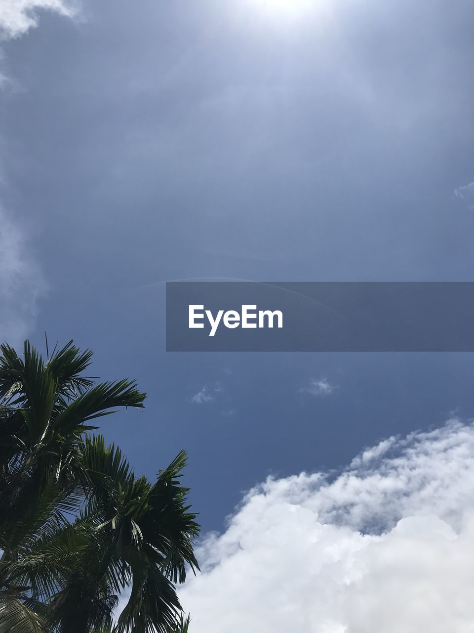 LOW ANGLE VIEW OF PALM TREES