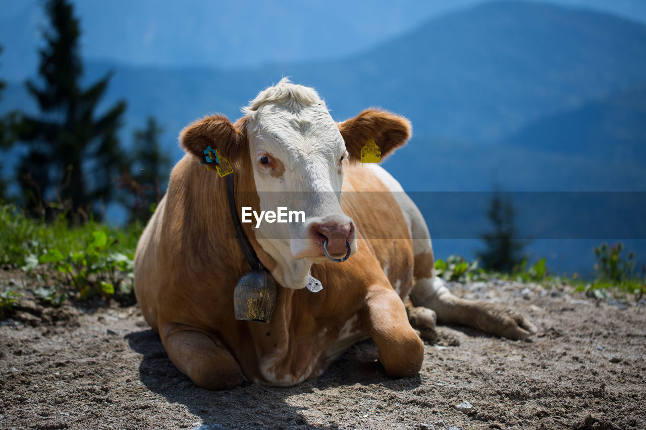 Cow resting on field by mountains