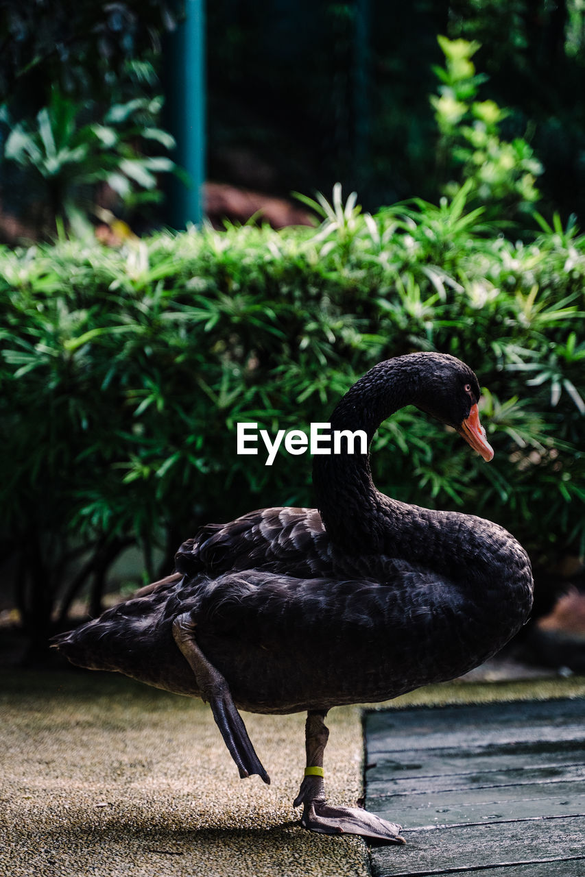 Close-up of black swan