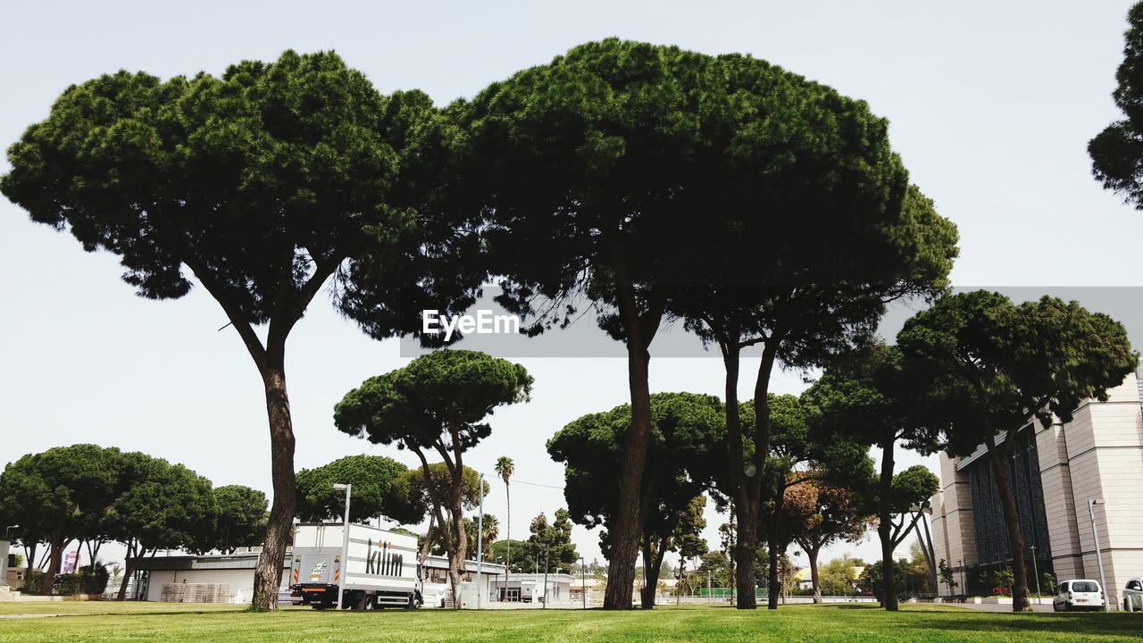 VIEW OF TREES IN PARK