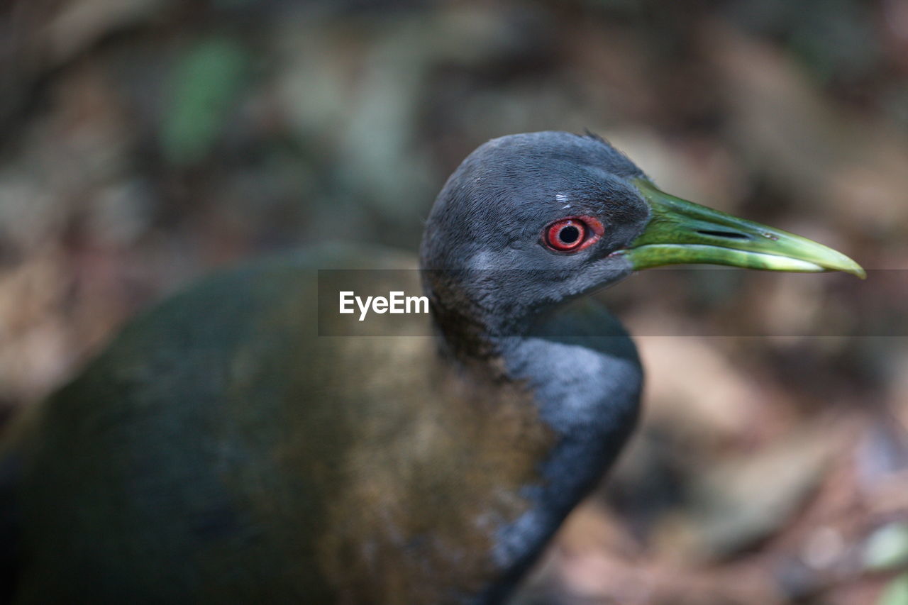 Closeup portrait of bird head with red eye foz do iguacu, brazil.