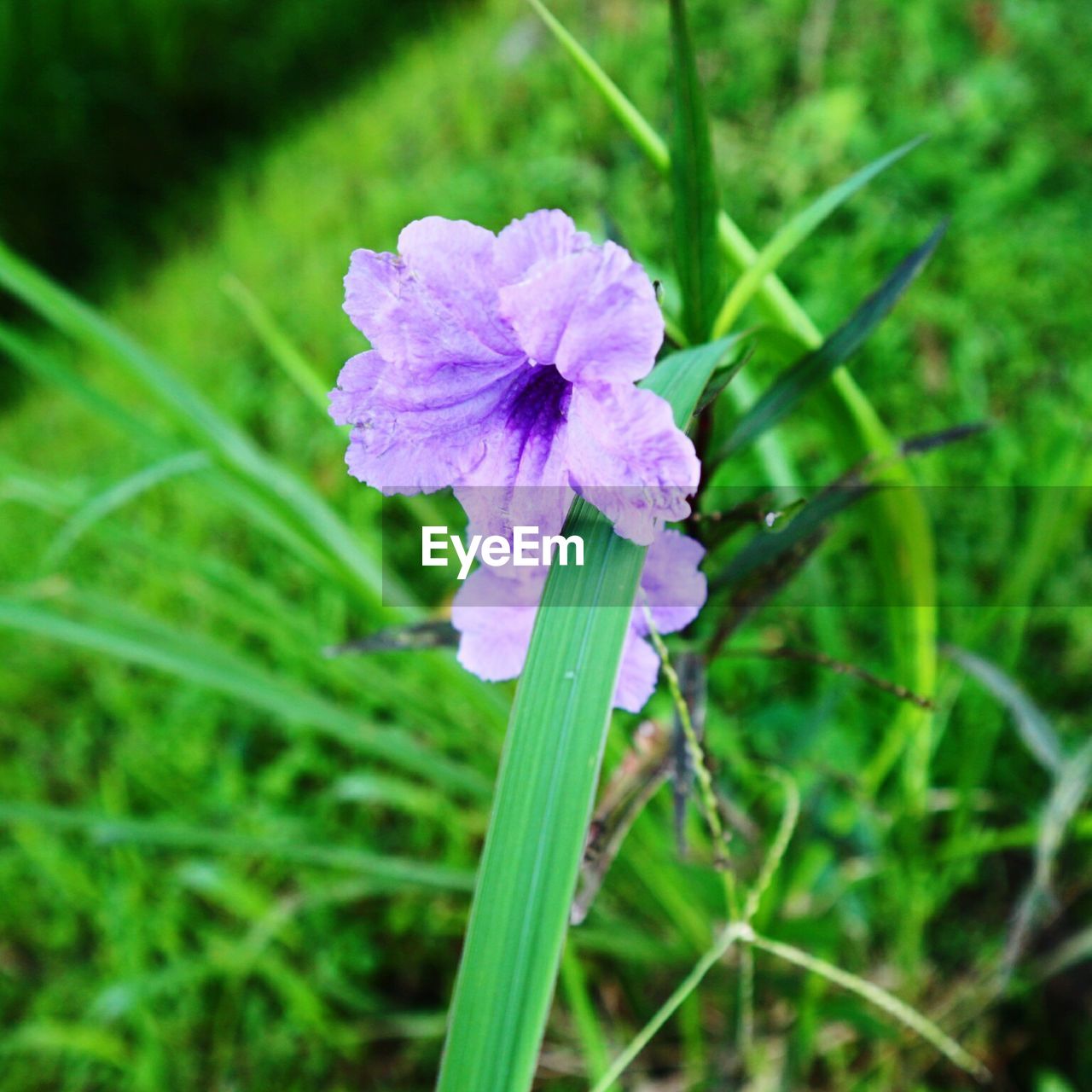 CLOSE-UP OF PURPLE FLOWER