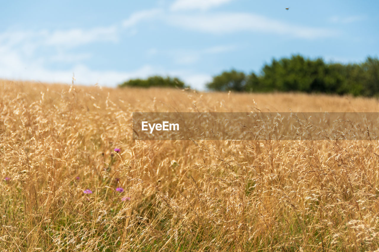 WHEAT FIELD AGAINST SKY