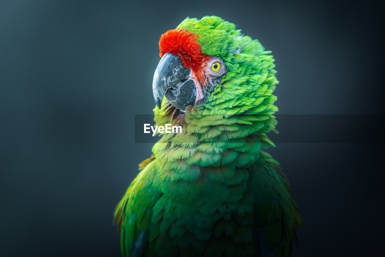 Photography taken of a posing military macaw green parrot - ara militaris