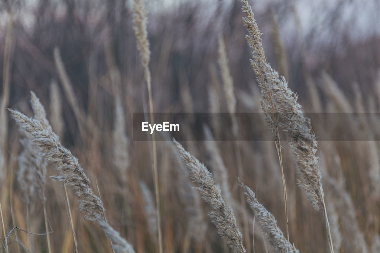 CLOSE-UP OF STALKS ON FIELD