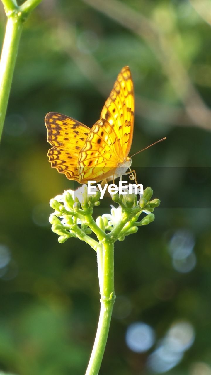 Close-up of butterfly pollinating on flower