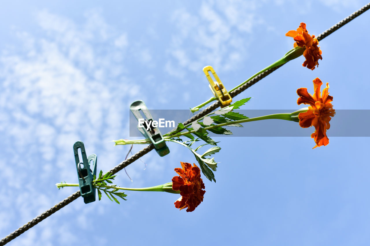 LOW ANGLE VIEW OF FLOWERING PLANT AGAINST ORANGE SKY