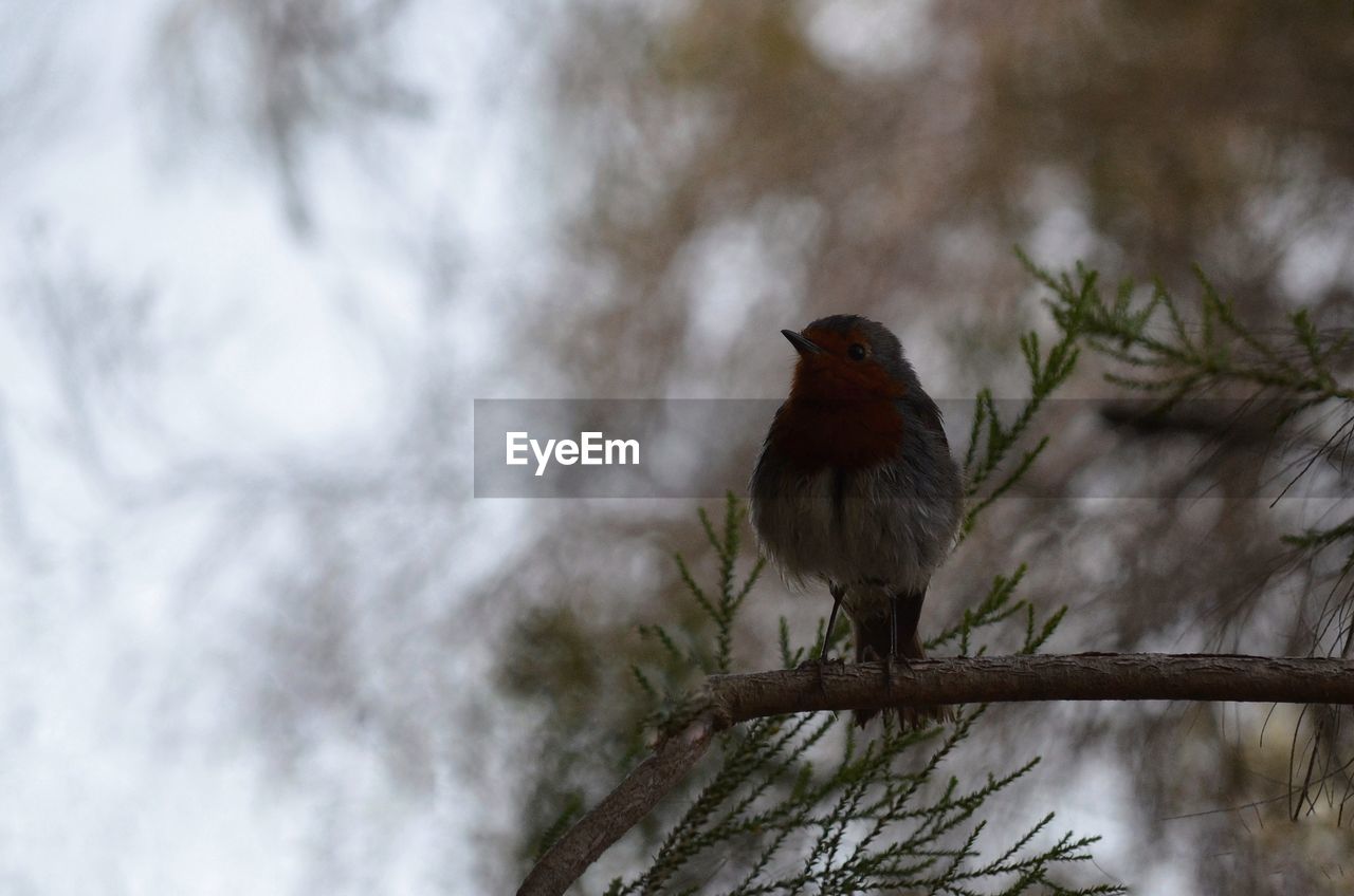 LOW ANGLE VIEW OF BIRD PERCHING ON TREE