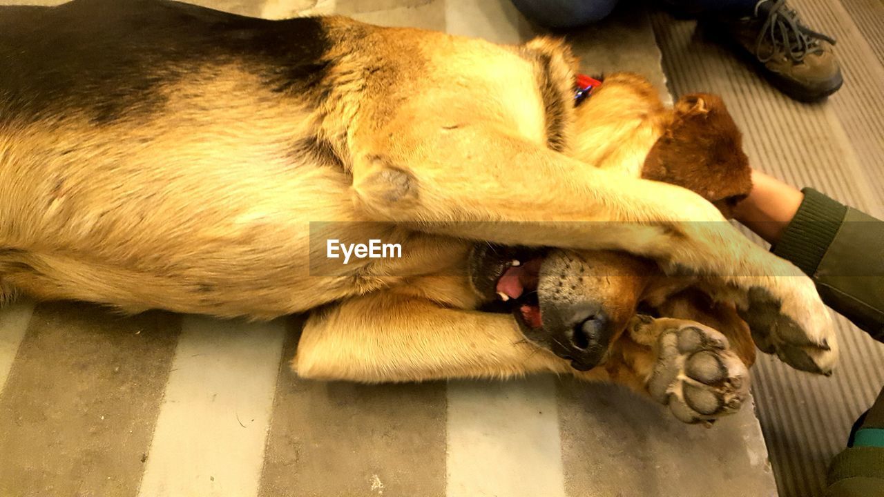 Close-up of dog relaxing