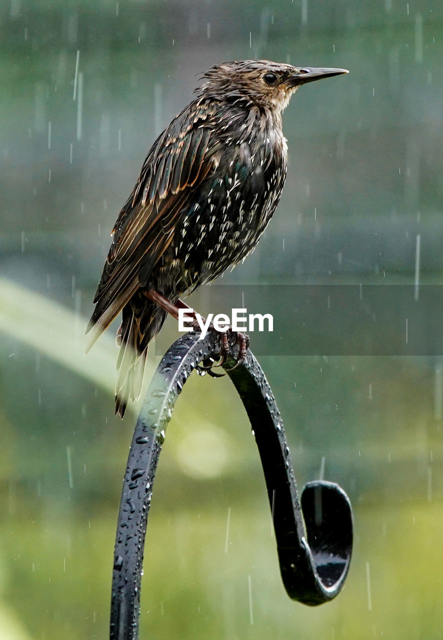 Starling perches high in the rain.