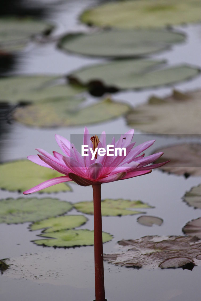 CLOSE-UP OF PINK WATER LILY BLOOMING IN LAKE