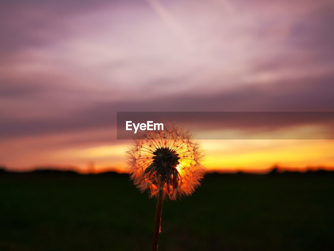 Close-up of dandelion on field against sky at sunset