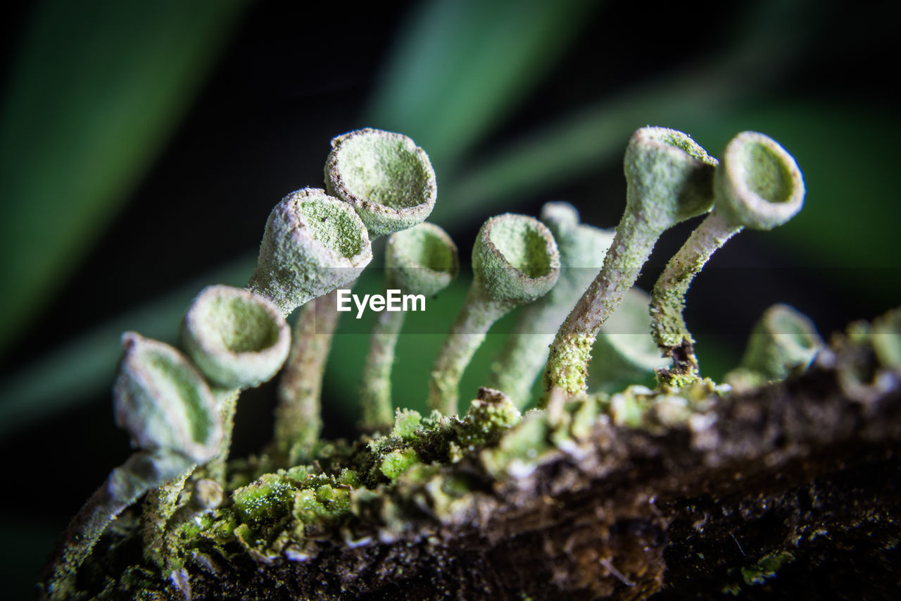 Trompetenflechte cladonia fimbriata