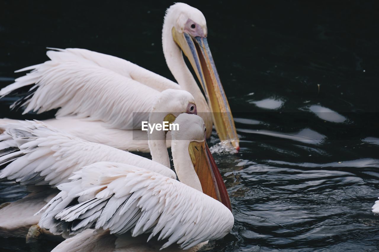 pelican, animal themes, animal, animal wildlife, bird, wildlife, seabird, beak, water, group of animals, wing, no people, nature, white, animal body part, lake, feather, swimming