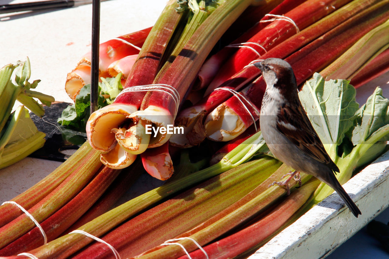 Sparrow on vegetables for sale at market stall during sunny day