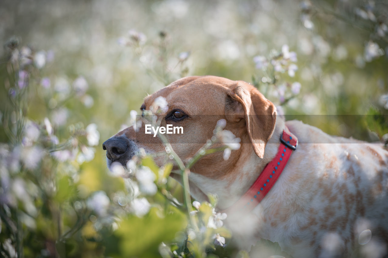 Close-up of dog in the field of flowers