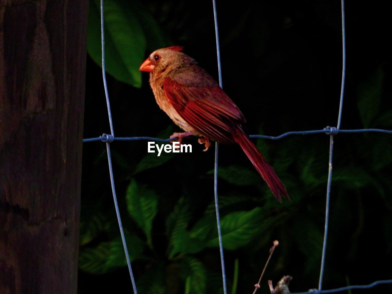 bird, animal themes, animal, animal wildlife, one animal, perching, wildlife, nature, beak, no people, red, tree, tropical bird, outdoors, focus on foreground, parrot