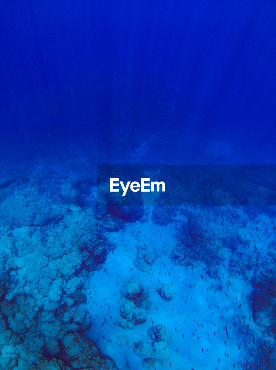 School of fish swimming in blue sea