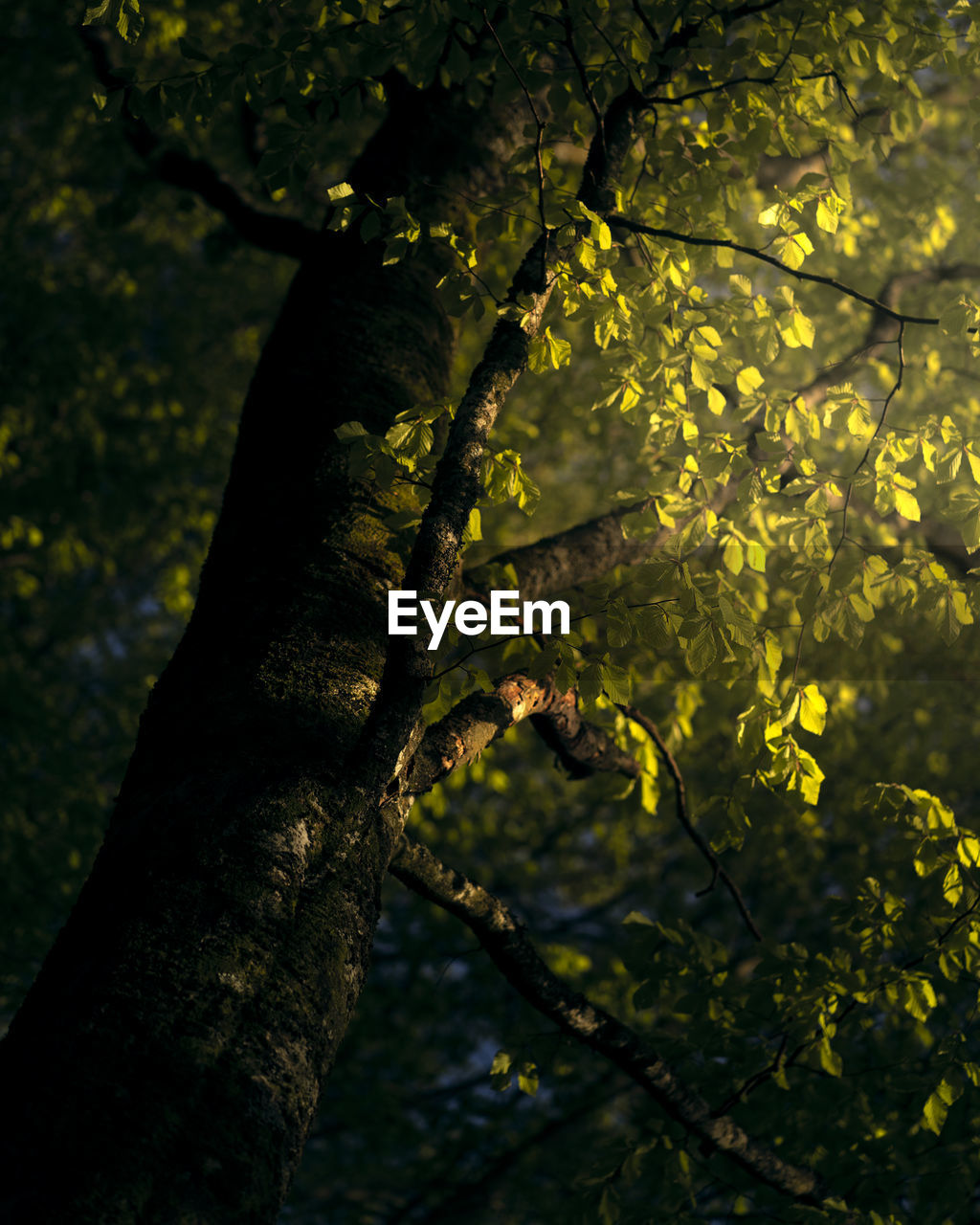 Low angle view of tree against blurred background