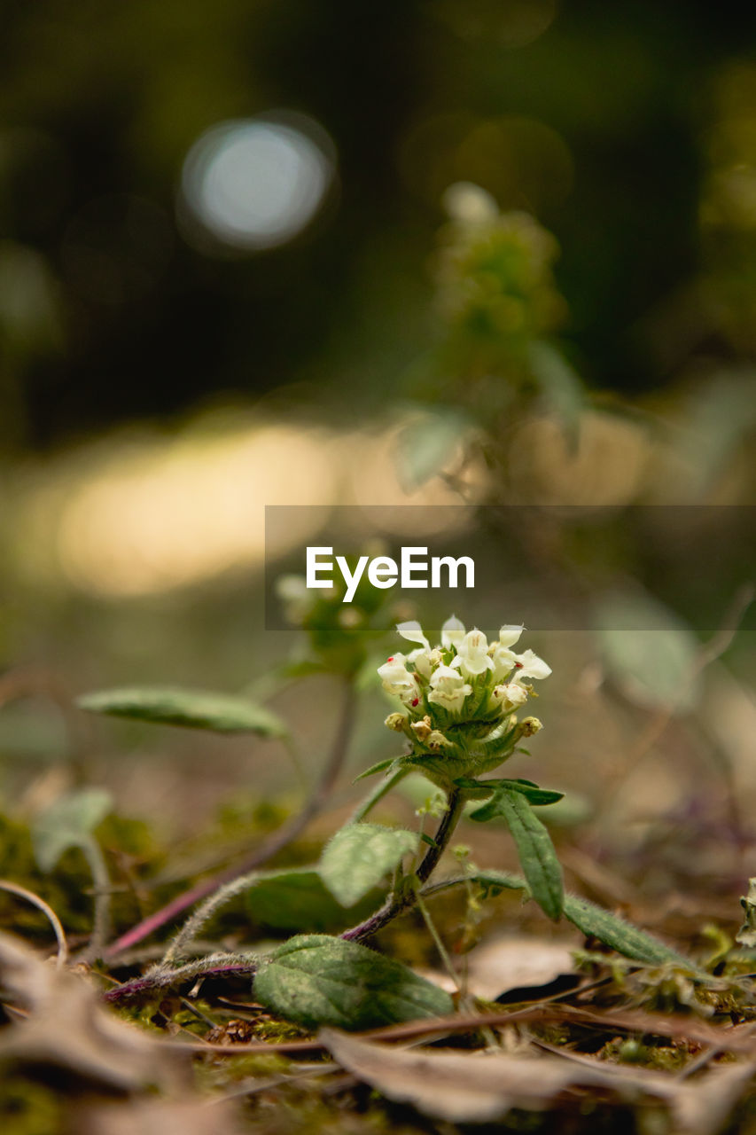 CLOSE-UP OF FLOWERING PLANTS