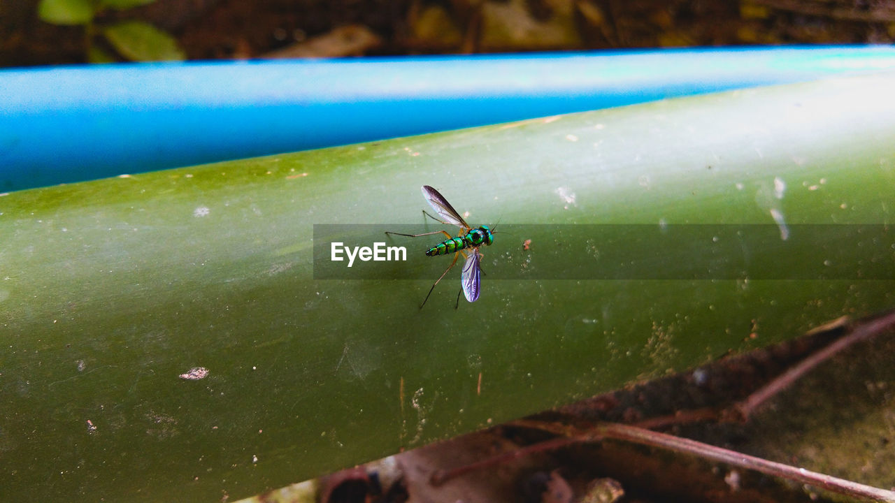 HIGH ANGLE VIEW OF INSECT ON THE WATER