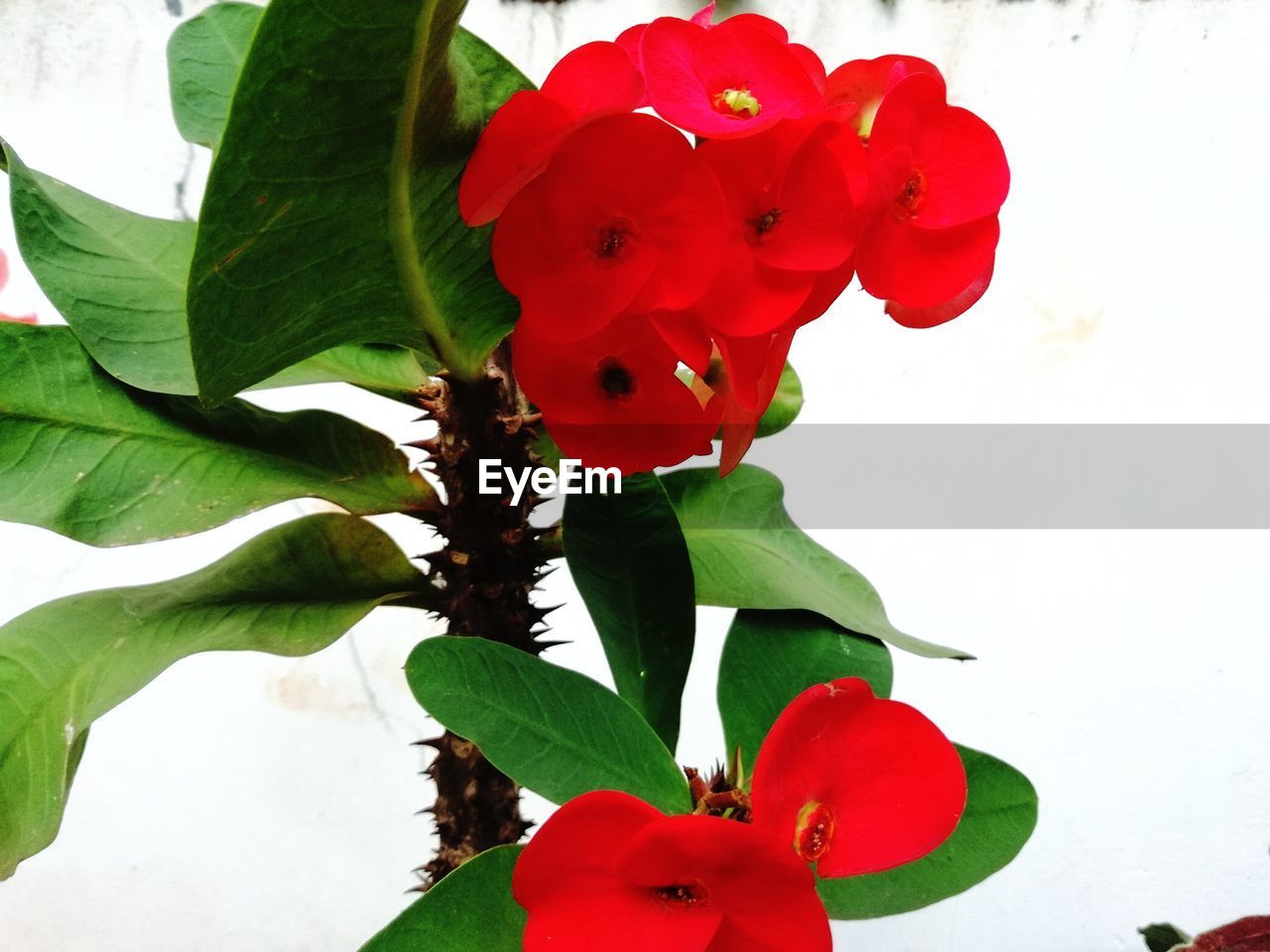 RED FLOWERS BLOOMING OUTDOORS