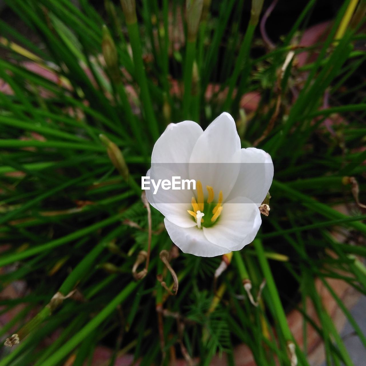 CLOSE-UP OF FLOWER GROWING OUTDOORS