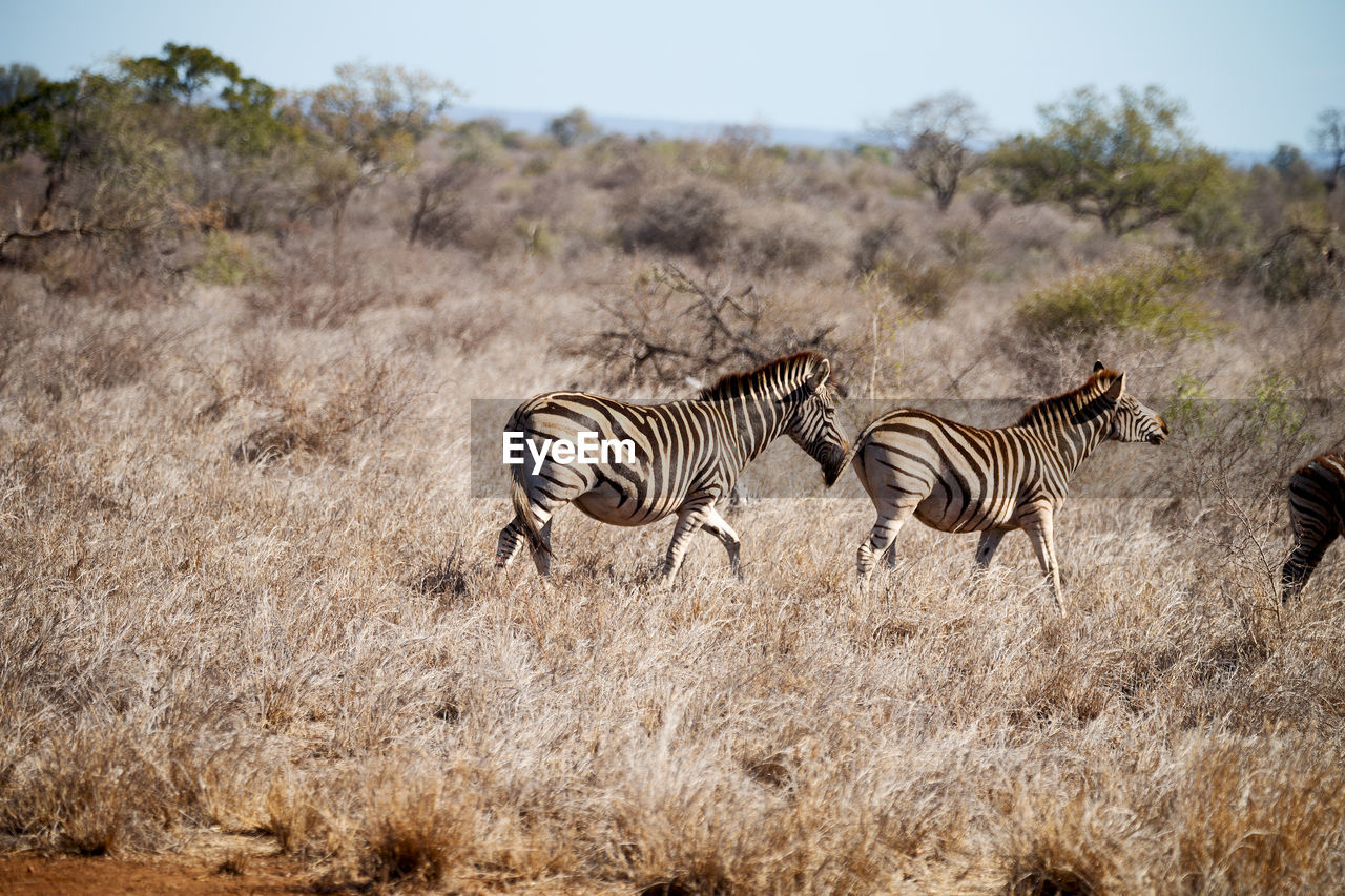 ZEBRAS ON THE GROUND