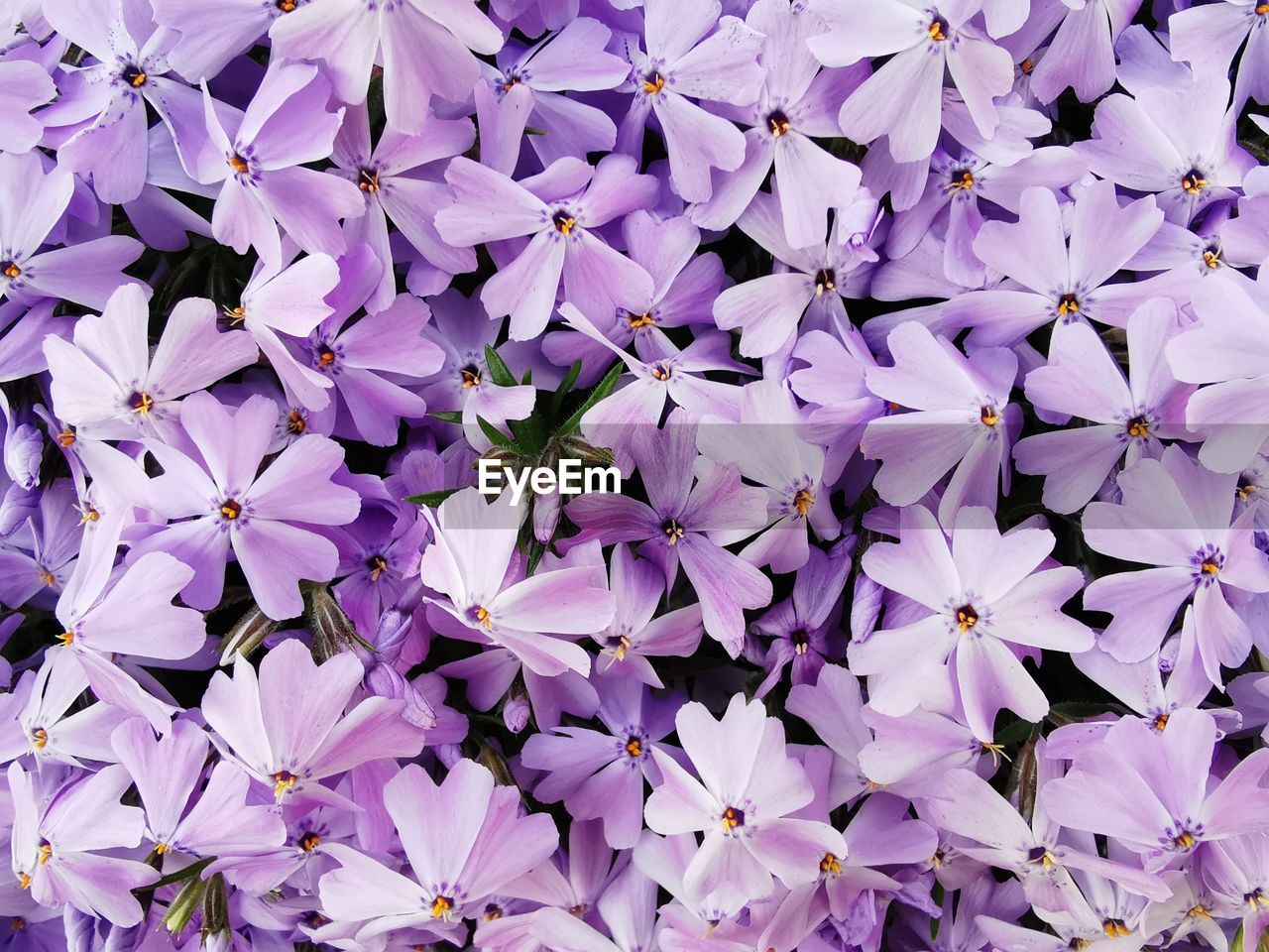 Full frame shot of purple flowering plants