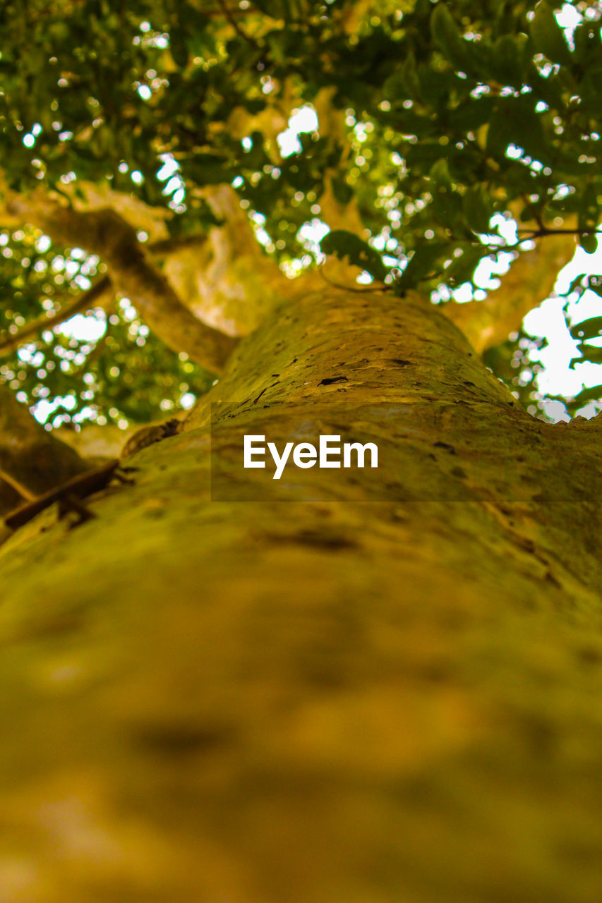 LOW ANGLE VIEW OF TREE BRANCHES