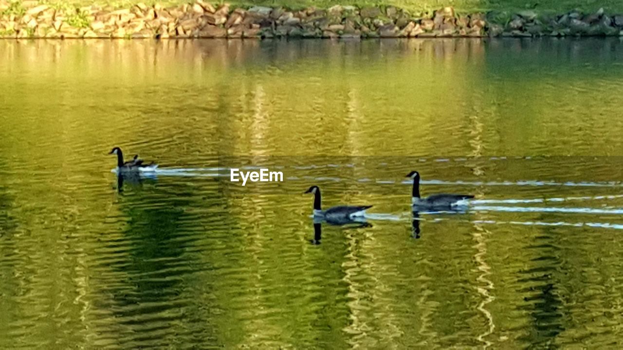 BIRDS IN WATER