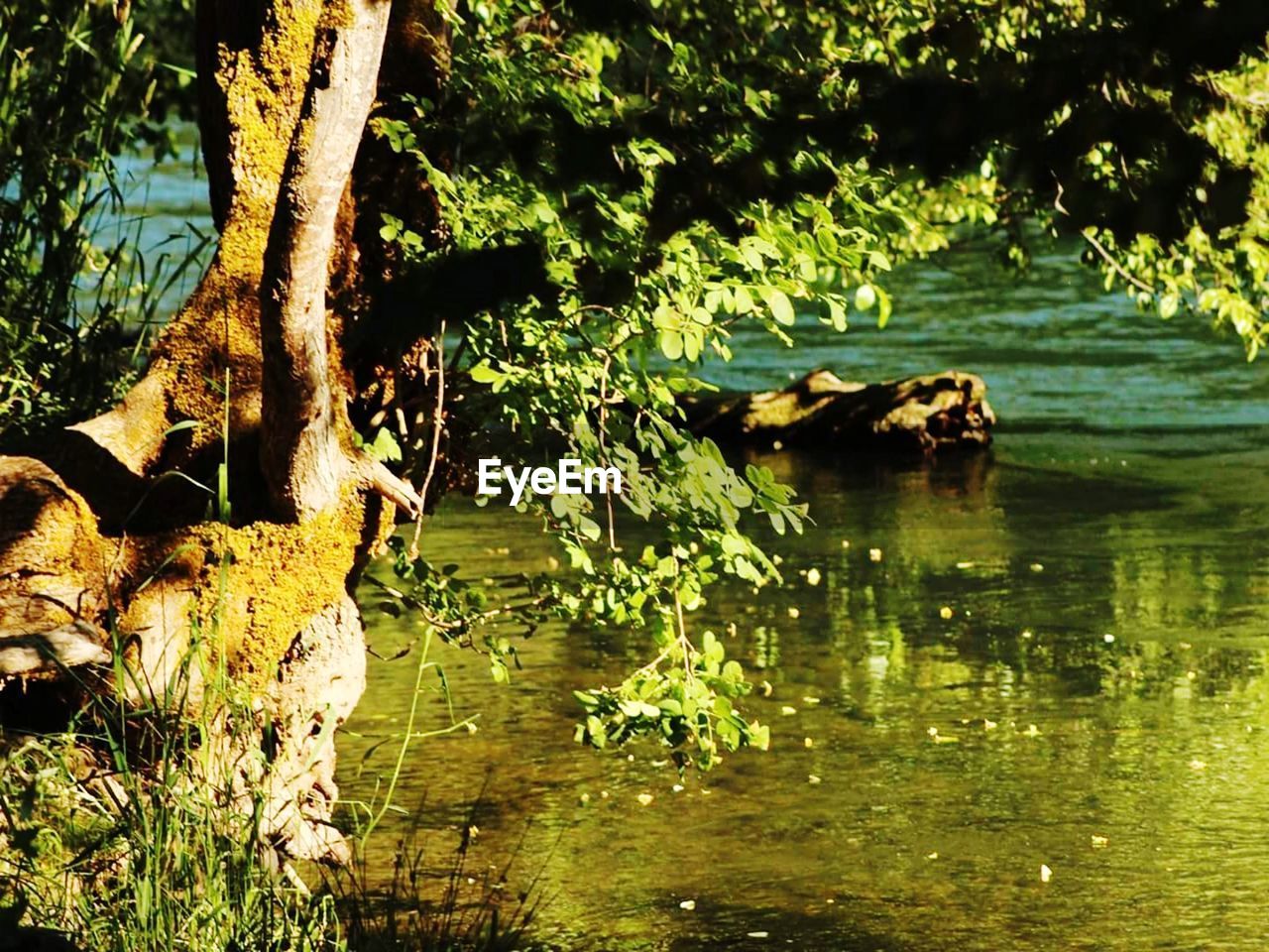 VIEW OF TREES IN LAKE