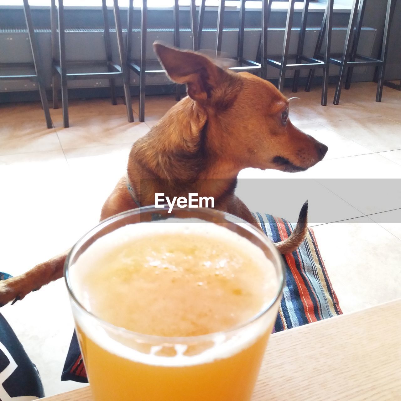 HIGH ANGLE VIEW OF A DOG ON TABLE AT HOME