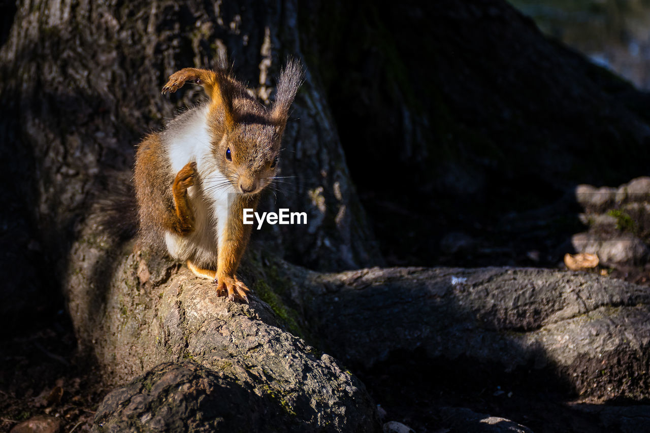 Squirrel on rock