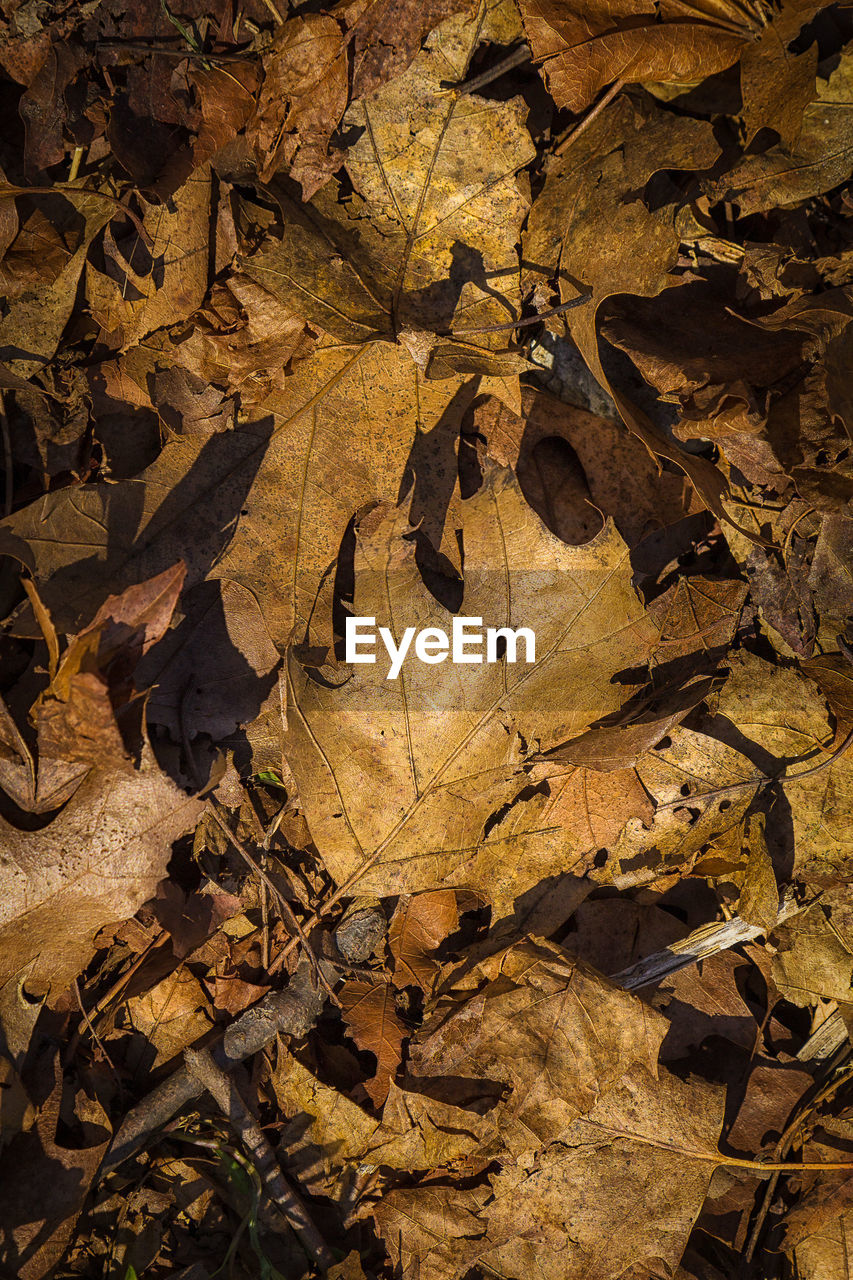 HIGH ANGLE VIEW OF DRY LEAVES ON FIELD DURING AUTUMN
