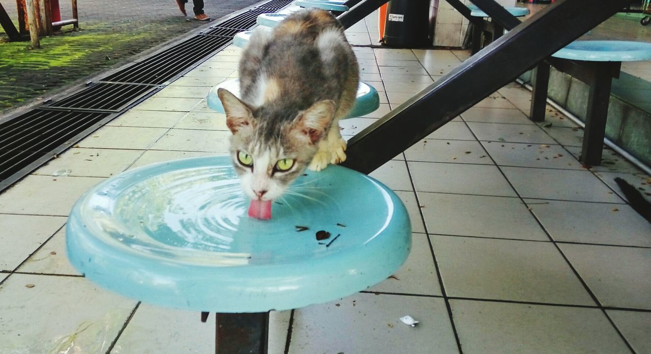 Portrait of cat licking water from bowl