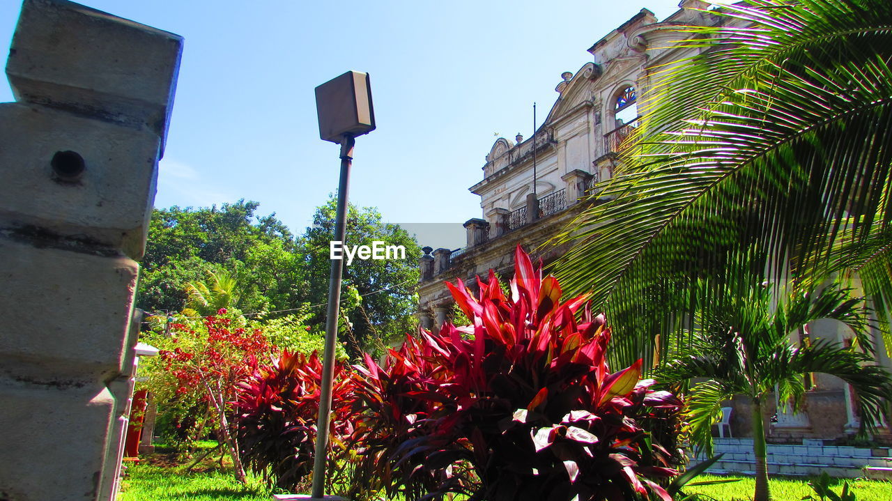 LOW ANGLE VIEW OF PLANTS AND BUILDING AGAINST CLEAR SKY